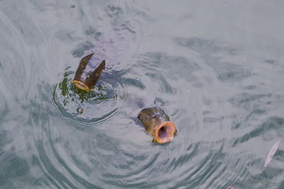 High angle view of fish swimming in sea