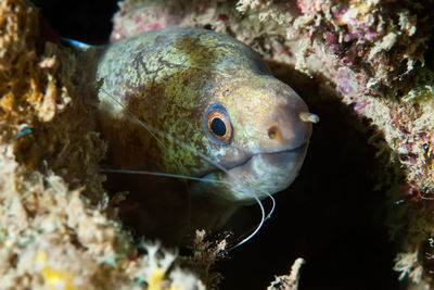 Close-up of fish swimming in sea