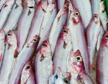 Close-up of fish for sale