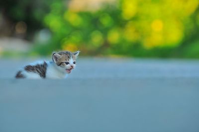 Side view of a cat looking away