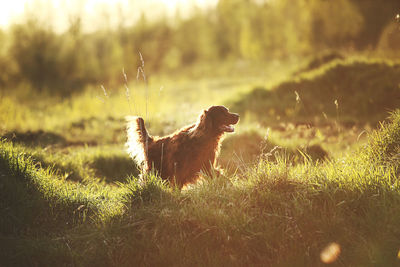 Side view of a dog on field