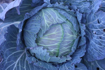 Full frame shot of cabbage