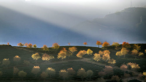 Scenic view of trees on landscape against sky