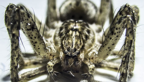 Close-up of spider