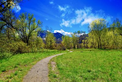 Road amidst plants and trees against sky