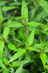 Close-up of wet plant leaves during rainy season