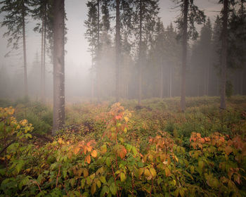 Pine trees in forest during autumn