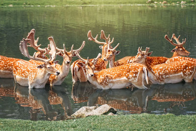 Large group of fallow deer resting in pond water on summer. herd animals dama dama swim 