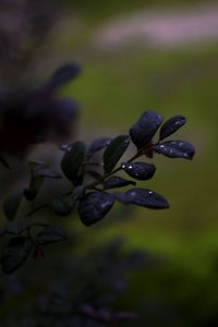 Close-up of butterfly on plant