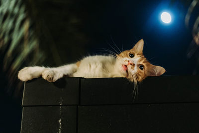 Close-up portrait of cat relaxing on floor