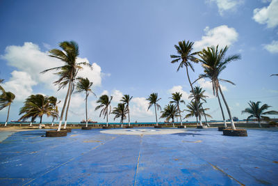 Palm trees by swimming pool against sky