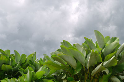 Low angle view of fresh green plant against sky