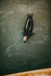 High angle view of seal swimming in sea