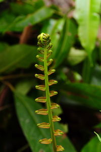 Close-up of fresh green plant