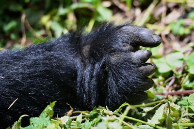 Close-up of a gorilla paws