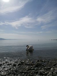 View of birds in sea against sky