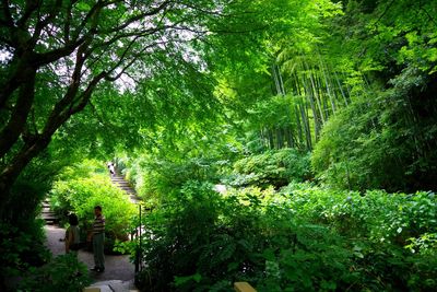 Trees in forest