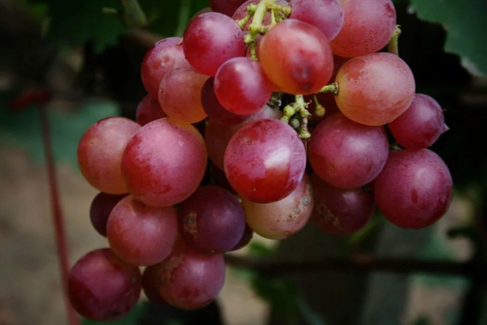 CLOSE-UP OF GRAPES IN VINEYARD