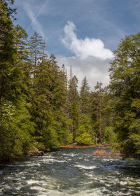 Scenic view of river amidst trees in forest against sky