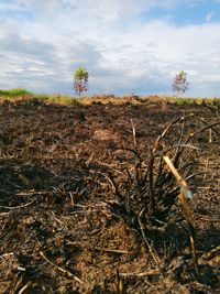 Plants growing on field against sky