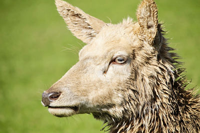 Close-up of a lion looking away