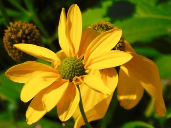 Close-up of yellow flowering plant