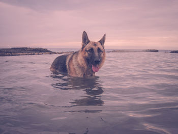 Dog in sea water at sunset