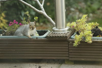 Squirrel sitting on a flower pot