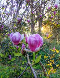 Pink flowers blooming in park