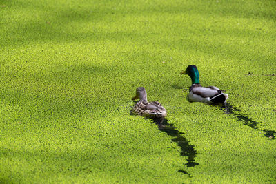 High angle view of ducks in duck weed