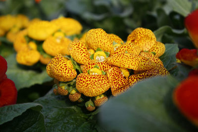 Close-up of yellow flowers