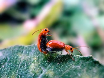 Close-up of ladybug on leaf