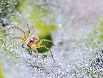 Close-up of spider on web