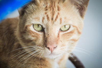 Close-up portrait of cat