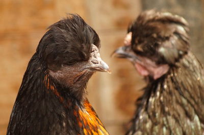 Close-up of a bird