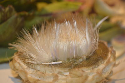 Close-up of feather in basket