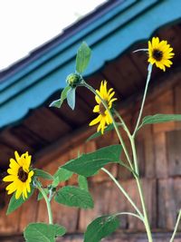 Close-up of yellow flowers blooming outdoors