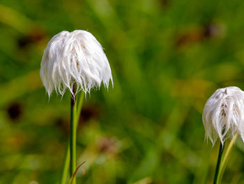 Close-up of white dandelion flower