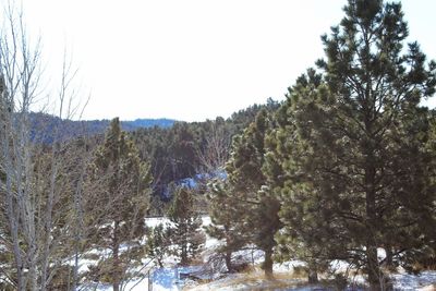 Trees on snow covered land against sky