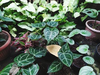 High angle view of potted plants on table