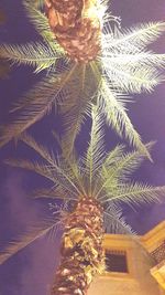 Low angle view of tree against sky