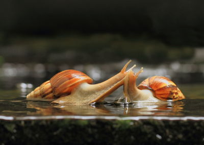 Snail on water