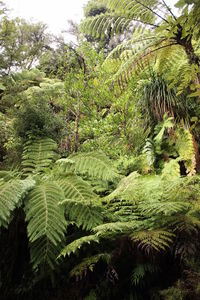 Scenic view of palm trees on land