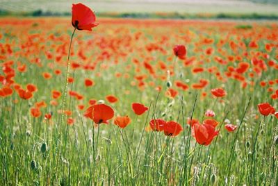 Red poppy flowers on field