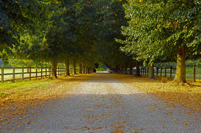 Road amidst trees during autumn