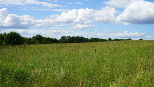 Scenic view of agricultural field against sky