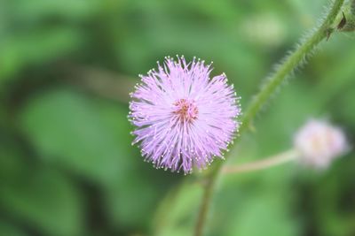 Close-up of purple flowering plant