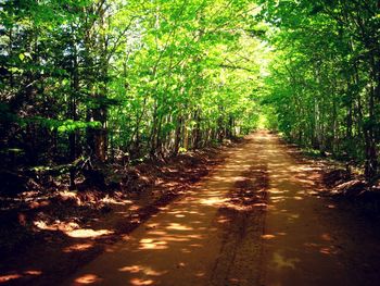 Dirt road passing through forest