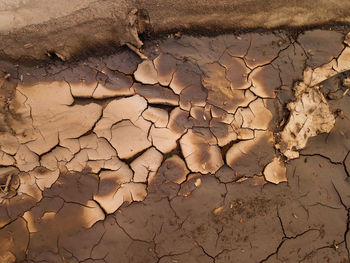 Dry leaf on cracked land