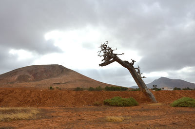 View of tree on field against sky